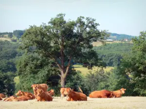 Vache limousine - Troupeau de vaches limousines dans un pâturage bordé d'arbres