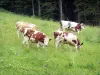 Vache Montbéliarde - Vaches Montbéliardes dans une prairie