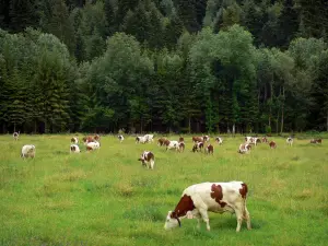 Vache Montbéliarde - Vaches Montbéliardes dans une prairie, forêt en arrière-plan