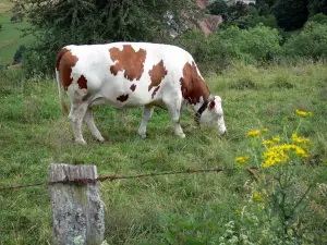 Vache Montbéliarde - Vache munie d'une cloche paissant dans un pré, fleurs sauvages en premier plan