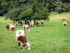 Vache Montbéliarde - Troupeau de vaches dans un pré arboré (arbres)