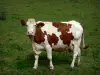 Vache Montbéliarde - Vache dans un pré