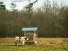 Vache normande - Vache normande dans un pâturage et arbres (forêt)