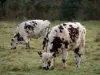 Vache normande - Vaches normandes dans un pâturage