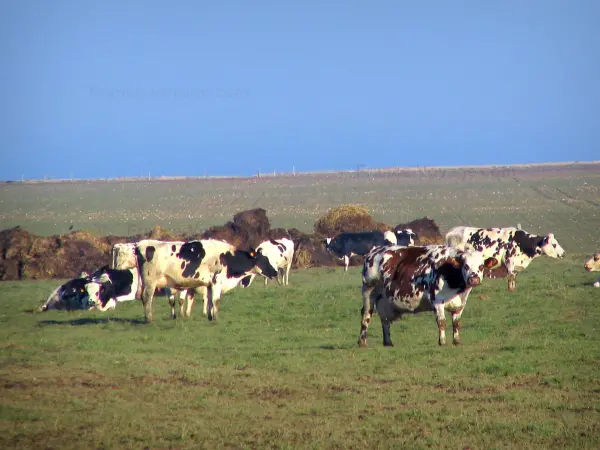 Vache normande - Vaches normandes dans un pâturage