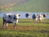 Vache normande - Vaches normandes dans un pâturage