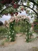 Val-de-Marne rose garden - Rose garden