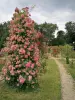 Val-de-Marne rose garden - Blooming roses