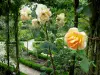 Val-de-Marne rose garden - Yellow roses