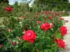 Val-de-Marne rose garden - Red roses