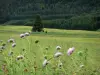 Val di Mouthe - Fiori ed erba alta in primo piano, prato, alberi (alberi), foresta nel Parc Naturel Régional du Haut-Jura