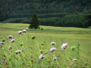 Val de Mouthe - Fleurs sauvages et herbes hautes en premier plan, prairie, sapins (arbres), forêt ; dans le Parc Naturel Régional du Haut-Jura