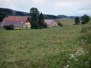 Val de Mouthe - Prairie avec des fleurs sauvages, maisons, arbres et forêt en arrière-plan ; dans le Parc Naturel Régional du Haut-Jura