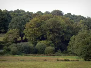 Val de Saire - Pâturage (herbage) et arbres ; dans la presqu'île du Cotentin