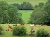 Valle de Cheylade - Parque Natural Regional de los Volcanes de Auvernia: rebaño de vacas en un prado rodeado de árboles