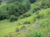 Valle de Cheylade - Parque Natural Regional de los Volcanes de Auvernia: el valle vegetación