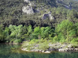 Valle dell'Hérault - Herault fiume e alberi