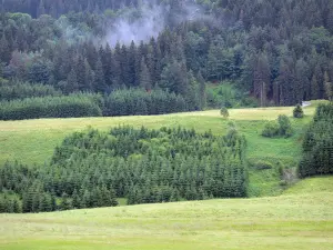 Valle de Mouthe - Meadows, los árboles (los árboles), el bosque en el Parque Natural Regional del Haut-Jura