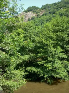 Valle dell'Orne - Alberi da parte del fiume Orne