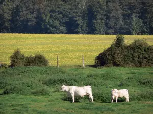 Valle del Petit Morin - Vaca y su ternero en un pasto, árboles de un bosque en el fondo