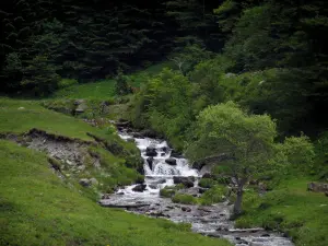 Valle del Pique - Río, los árboles y la hierba, en los Pirineos