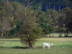 Valle de Saire - Vaca en un pasto y los árboles en la península de Cotentin