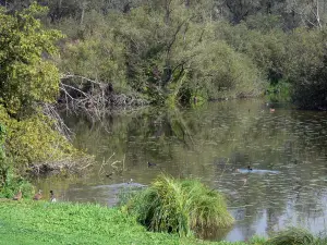 Valle della Somme - Laghetto con anatre superiore Somme, la vegetazione e gli alberi