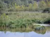 Valle del Somme - Lago de los Altos Somme, la vegetación, cañas y árboles