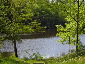 Valle del Vienne - La hierba y flores silvestres en el primer plano, los árboles y el río (Viena)