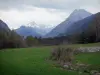 Vallée de la Clarée - Prairie, arbustes, arbres et montagnes