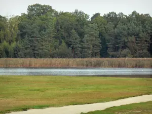 La Vallée lake - Road, prairie, lake, reeds and trees of Orléans forest (forest massif)