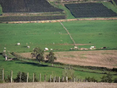 Vallée du Petit Morin