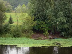 Vallée de la Vienne - Rivière Vienne, végétation, arbres et pâturage