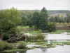 Vallée de la Vienne - Rivière Vienne, arbustes, végétation, arbres, prairie et champs