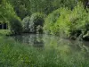 Vallei van Indrois - Wilde bloemen en hoog gras op de voorgrond, en de bomen weerspiegeld in het water van de rivier (Indrois)