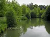 Vallei van Indrois - River (Indrois), bank en bomen