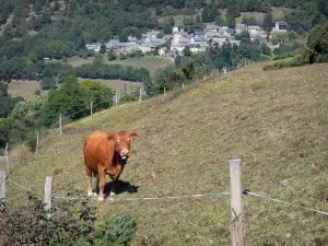 Vallei van de Louron - Koe in een weiland en dorp op de achtergrond