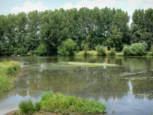 Vallei van de Sarthe - Sarthe oever van de rivier en beplant met bomen