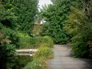 Valloires gardens - Marsh garden (inland waterways, path and trees)