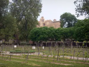 Valmagne abbey - Cistercian abbey, trees and vineyards