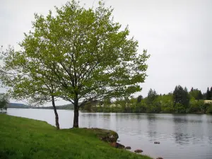 Vassivière lake - Shore, trees and artificial lake