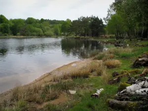 Vassivière lake - Shore, trees and artificial lake