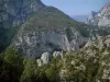 Verdon Regional Nature Park - Trees, scrublands and limestone cliffs (rock faces) of the Verdon gorges