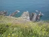 Vermilion coast - Rocky shore with wildflowers