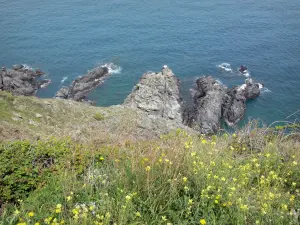 Vermilion coast - Rocky shore with wildflowers