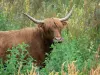 Vernier marsh - Highland Cattle cow in a meadow; in the Norman Seine River Meanders Regional Nature Park