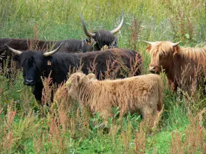 Vernier marsh - Highland Cattle cows in a meadow; in the Norman Seine River Meanders Regional Nature Park