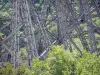 Viaduc du Viaur - Détail de l'ouvrage d'art métallique