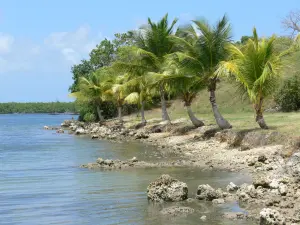 Vieux-Bourg - Babin beach and palm trees along the sea