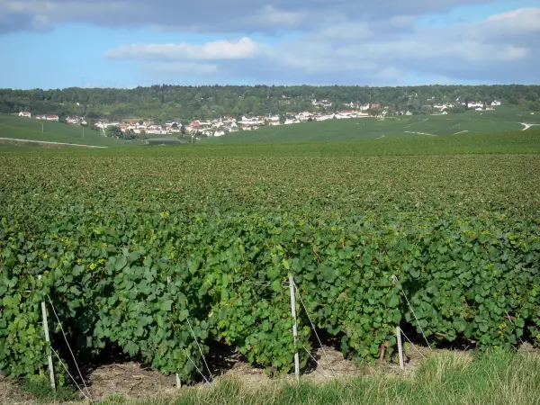 Vigneti della Champagne - Vigneti della Montagne de Reims (Champagne vigneto, nel Parc Naturel Regional de la Montagne de Reims), villaggio e la foresta in background